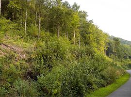 Ziegenberg 2010 mit Hasel-Stockausschlägen (im Vordergrund) und Eschen- und Buchen-Jungwuchs (im Hintergrund)