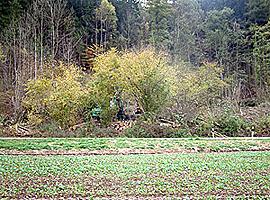 Ansicht eines Waldrandes